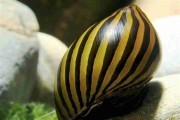Ślimak Neritina Zebra. Cetarius