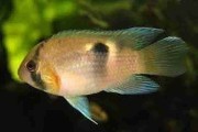 Akara z Maroni, akara marońska (Cleithracara maronii). Cetarius