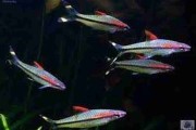Promocja Brzanka Denisona (Sahyadria denisonii)