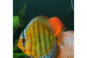Paletka brown