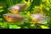 Pearl gourami (Gurami mozaikowy). Cetarius