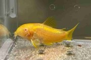 Kirys CW 10 Golden Laser albinos. Cetarius