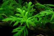 Nadwódka zmienna (Hygrophila difformis)
