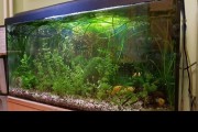 Akwarium 112l z roślinami i życiem, Niska cena +