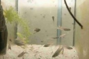 Tęczanka Wernera