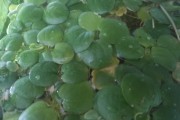 Hydrocharis laevigata aka Limnobium spongia subsp. laevigatum - (Limnobium gąbczaste, Limnobium gładkie, Limnobium rozłogowe)