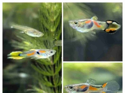 Endlery mix