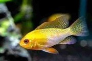 Pielęgniczka Ramireza GOLD złota - (Microgeophagus ramirezi). Cetarius