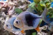 Plaskobok schomburgkii Myleus blackberry. Cetarius