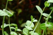 Lindernia Rotundifolia - (Lindernia Okrągłolistna)