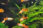 Gupik Koi Orange 10 par