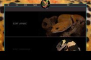 Smiling Geckos - Captive Bred Reptiles