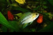 Pielęgniczka borelli opal (Apistogramma borellii opal). Cetarius