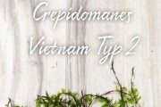 Crepidomanes Vietnam Typ 2