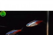 Neon Innesa