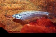 Promocja! Sum szklisty. Cetarius