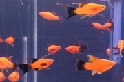 Mieczyk czerwony Wagtail lira/delta