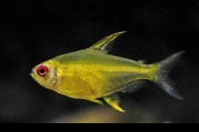 Bystrzyk pięknopłetwy, cytrynka. Cetarius