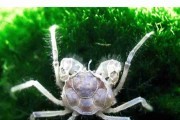 Krab micro ( Limnopilos Naiyanetri). Cetarius