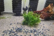 Krewetki blue velvet