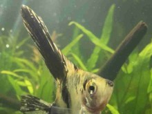 Skalary Blushing ( Sunset ) i Gold Marble
