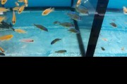 Pyszczaki Aulonocara Stuartgranti Hongi Island Malawi Tanganika