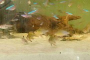 Ram cichlid, Pielęgniczka Ramireza