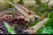 Krewetka Amano PAKIET 10 SZTUK