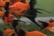Mieczyk , mieczyki wagtail staropolski i czerwone krótka płetwa