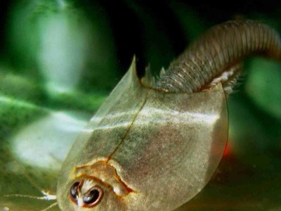 Przekopnica długowidełkowa (Triops longicaudatus) – 25 jaj
