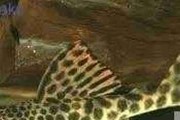 Zbrojnik L075 XL - glonojad Peckoltia sabaji. Cetarius