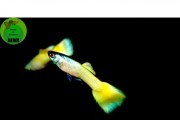 Gupik yellow