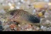 Kirysek szmaragdowo-ogonowy (Corydoras similis). Cetarius