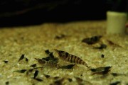 Krewetka Babaulti Stripes