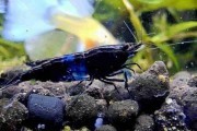 Blue Velvet PO SELEKCJI PAKIET 10SZT