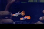 1 Pair Platinum Red Tail Blue Ear