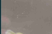 Gupik gold lace