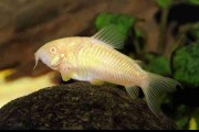 Kirys albinos. Cetarius
