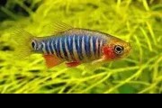 Danio erythromicron-Razbora erythromicron. Cetarius