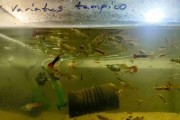 Gupik red rose
