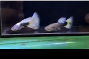 1 Pair HB White Delta Tail