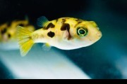POLSKI DUŻY Kolcobrzuch Zielony WYSYLKA!