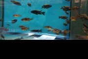 Pyszczaki Otopharynox Lithobates Black Orange Dorsal Malawi Tanganika
