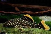 Glonojad - Zbrojnik L018. Cetarius