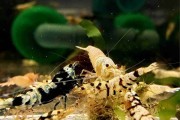 Krewetka Caridina Mix Pakiet 10 sztuk