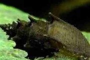 Ślimak Thiara scabra Torpedo (Mieniplotia scabra). Cetarius