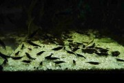 Krewetka Sakura Black