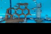 Pyszczaki Cyphotilapia Frontosa Burundi Tanganika Malawi