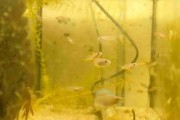 Badis badis, badis błękitnopłetwy