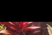 Cryptocoryne flamingo